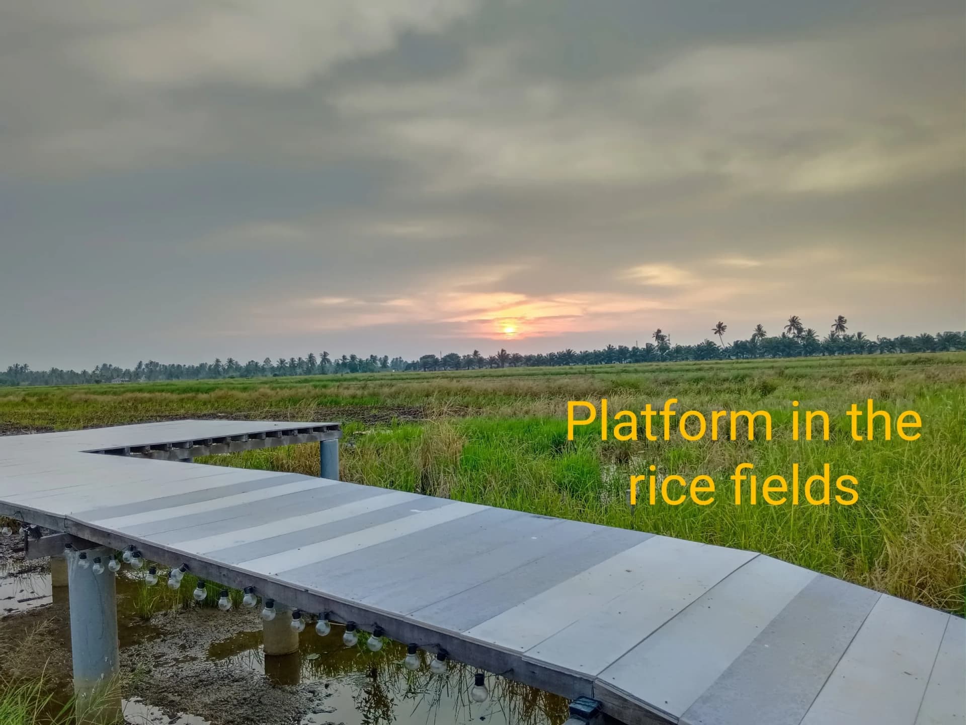The Charm of the Rice Fields — photo 5