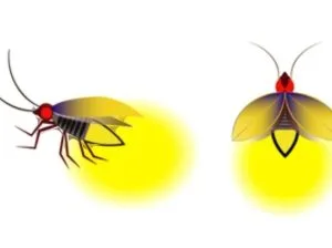 Fireflies at Kampung Dew — photo 1