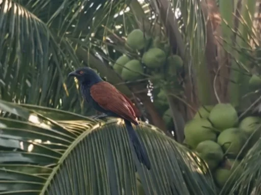 Greater coucal. Photo by Arie