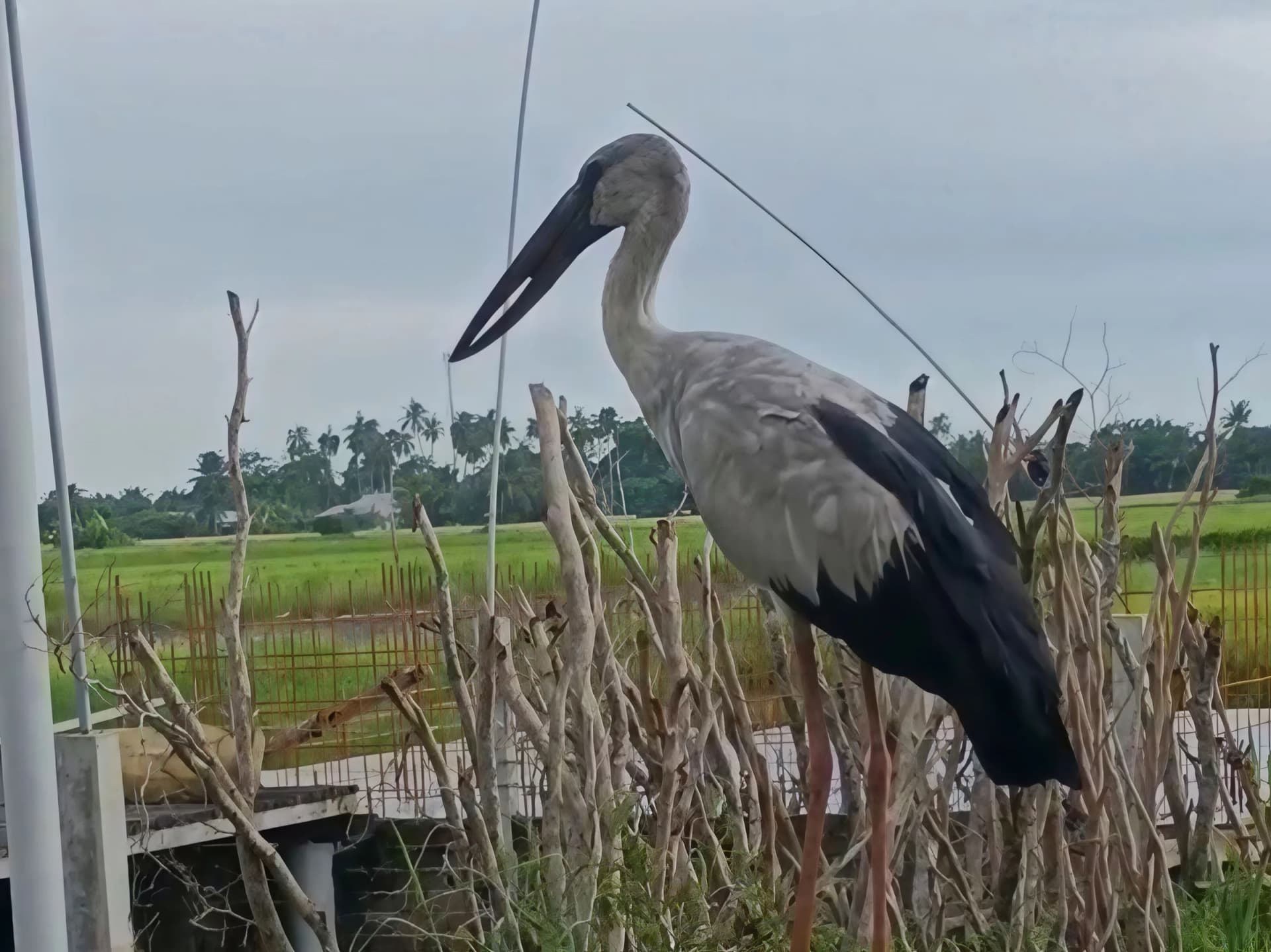 Asian openbill. Photo by Arie