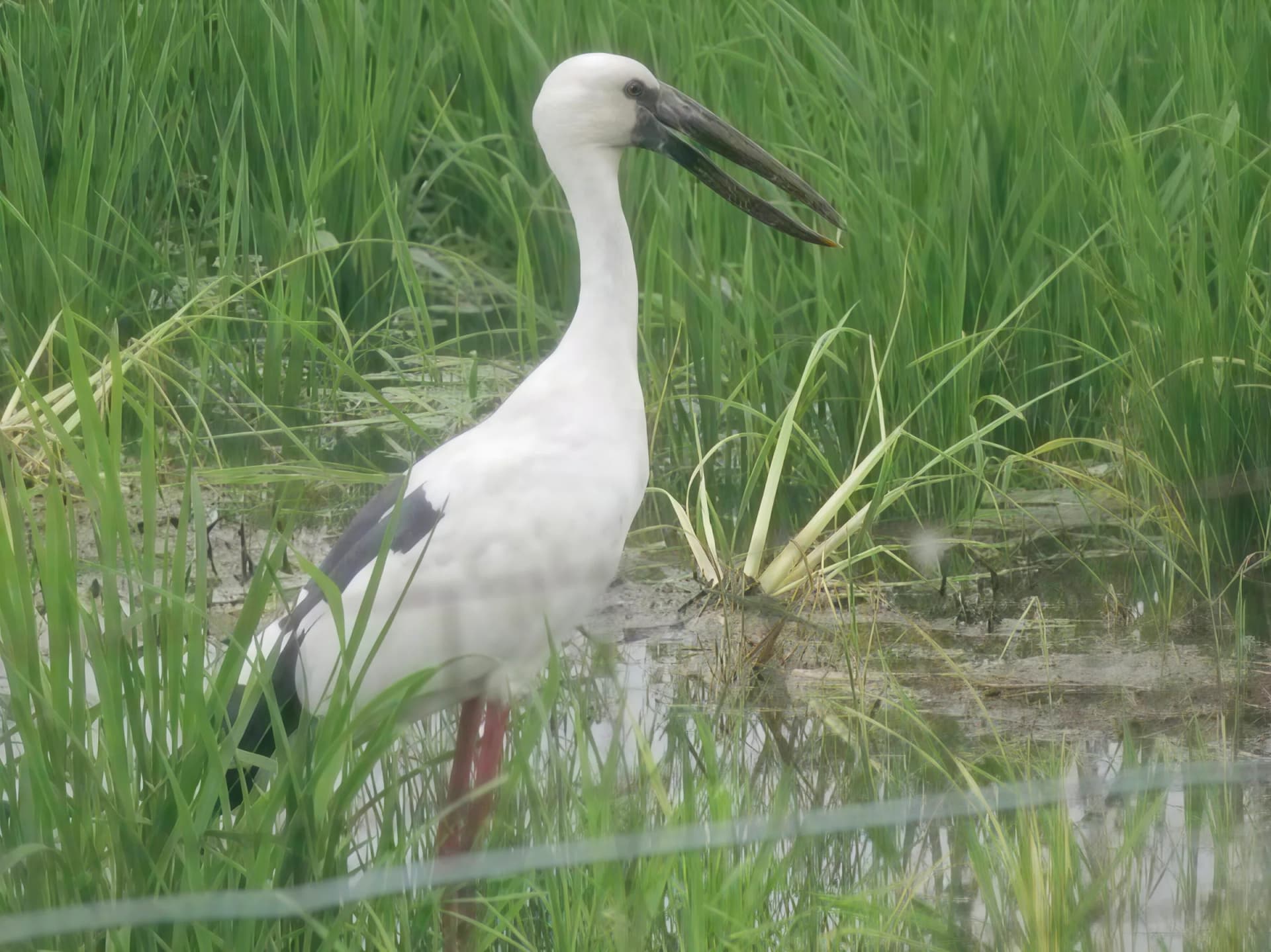 Bird Watching — slide 1