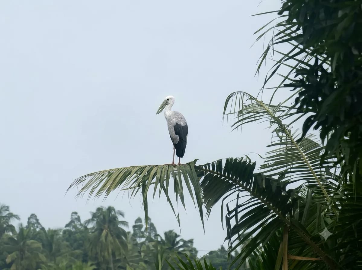 Bird Watching — slide 2