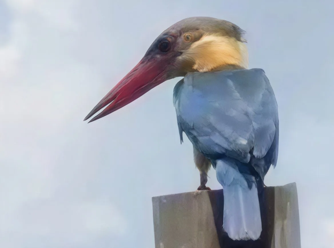 Bird Watching — slide 3