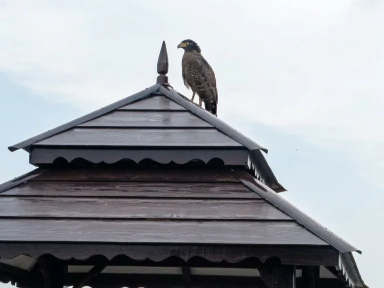 Bird Watching — slide 4
