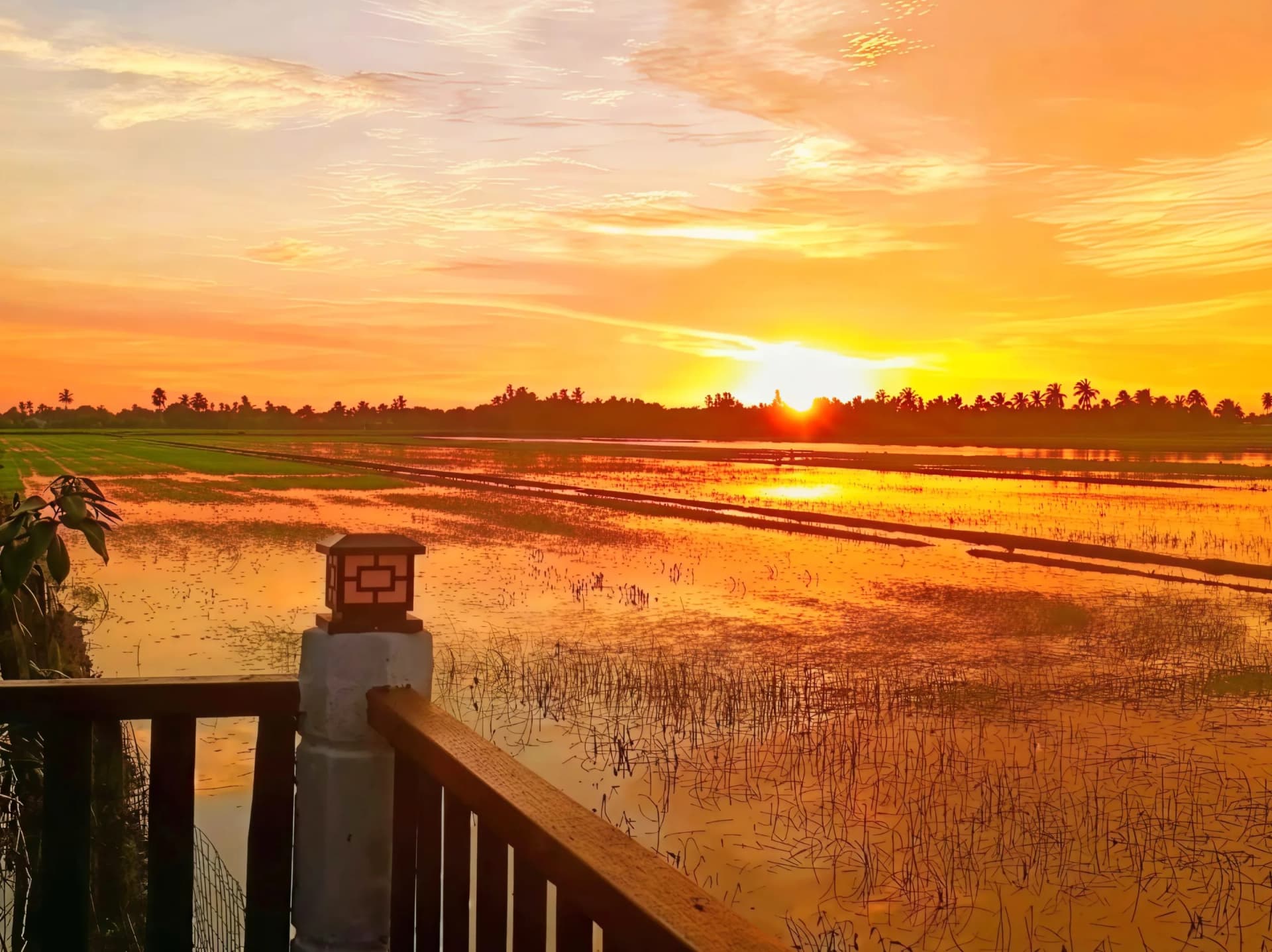 Pesona Sawah